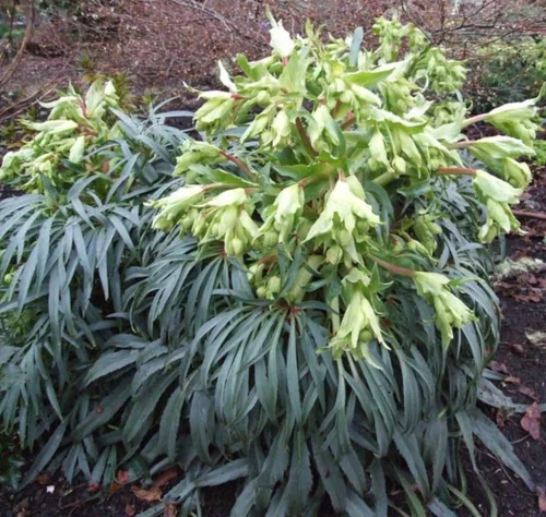 Bűzös hunyor - Helleborus foetidus
