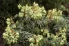 Bűzös hunyor - Helleborus foetidus