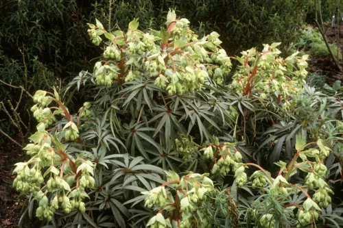 Bűzös hunyor - Helleborus foetidus