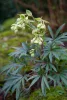 Bűzös hunyor - Helleborus foetidus