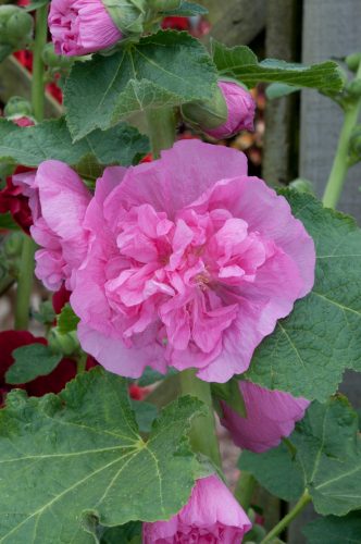 Kerti mályvarózsa - Alcea rosea 'Double Rose'