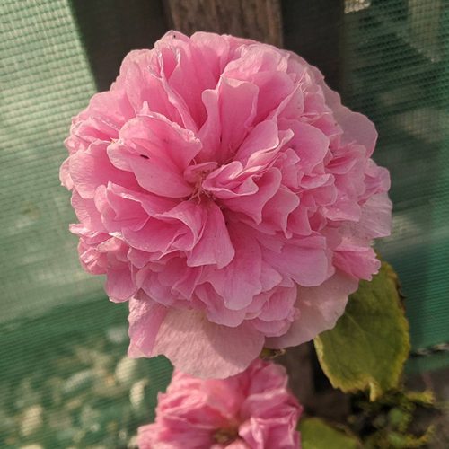 Kerti mályvarózsa - Alcea rosea 'Double Rose'