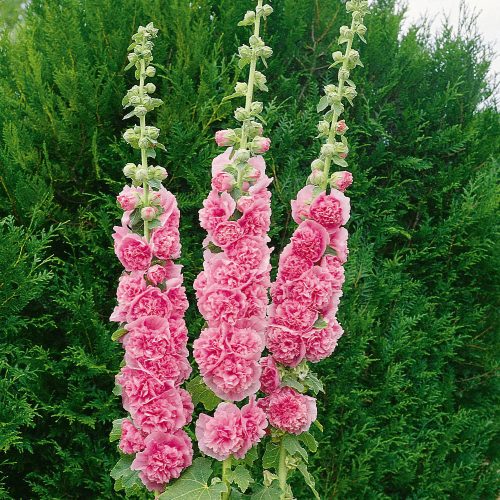 Kerti mályvarózsa - Alcea rosea 'Double Rose'