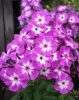 Bugás lángvirág - Phlox paniculata "Uspech"