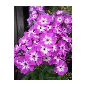 Bugás lángvirág - Phlox paniculata "Uspech"
