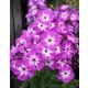 Bugás lángvirág - Phlox paniculata "Uspech"