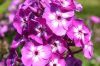Bugás lángvirág - Phlox paniculata "Uspech"