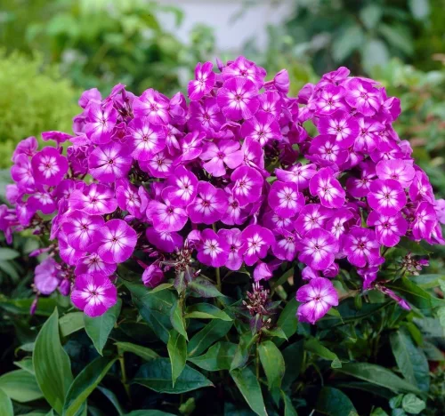 Bugás lángvirág - Phlox paniculata "Uspech"