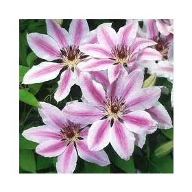 Klematisz / Iszalag - Clematis "Nelly Moser"