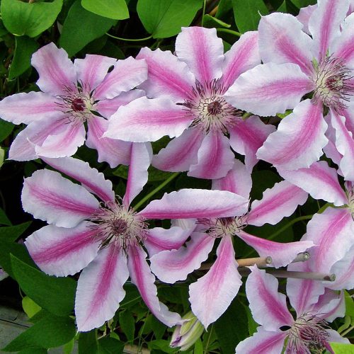 Klematisz / Iszalag - Clematis "Nelly Moser"