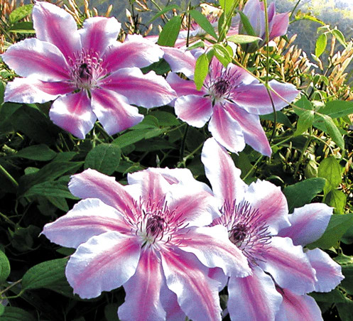 Klematisz / Iszalag - Clematis "Nelly Moser"