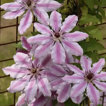 Klematisz / Iszalag - Clematis "Nelly Moser"