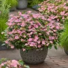 Hortenzia - Hydrangea scandens ‘First Love’