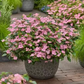 Hortenzia - Hydrangea scandens ‘First Love’