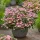 Hortenzia - Hydrangea scandens ‘First Love’
