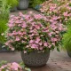 Hortenzia - Hydrangea scandens ‘First Love’