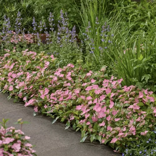 Hortenzia - Hydrangea scandens ‘First Love’