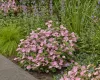 Hortenzia - Hydrangea scandens ‘First Love’