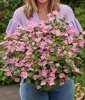 Hortenzia - Hydrangea scandens ‘First Love’