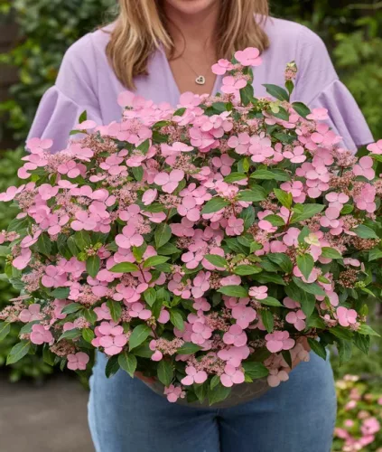 Hortenzia - Hydrangea scandens ‘First Love’