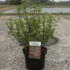 Hortenzia - Hydrangea scandens ‘First Love’