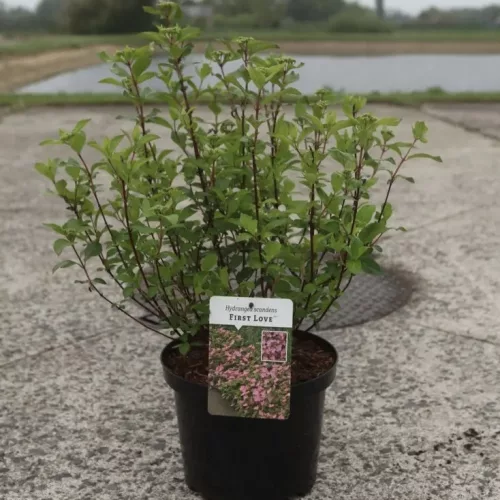 Hortenzia - Hydrangea scandens ‘First Love’