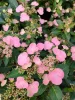 Hortenzia - Hydrangea scandens ‘First Love’