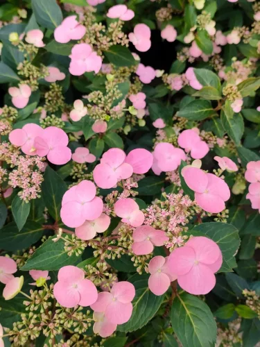 Hortenzia - Hydrangea scandens ‘First Love’