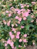 Hortenzia - Hydrangea scandens ‘First Love’