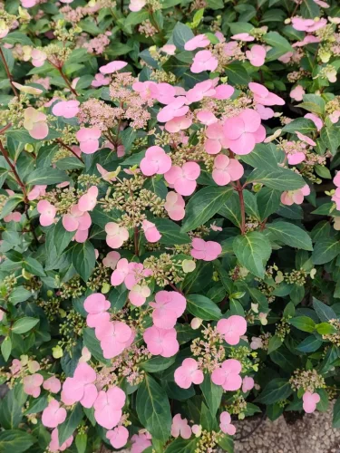 Hortenzia - Hydrangea scandens ‘First Love’