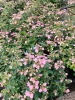 Hortenzia - Hydrangea scandens ‘First Love’