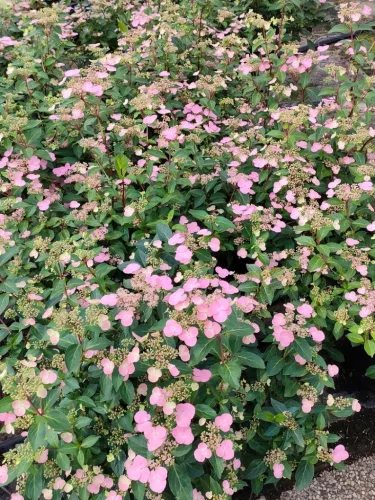 Hortenzia - Hydrangea scandens ‘First Love’