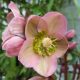 Helleborus "Angel Glow"  - Hunyor