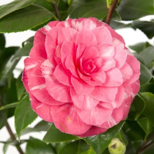 Camelia Japonica "Bonomiana" - Japán Kamélia