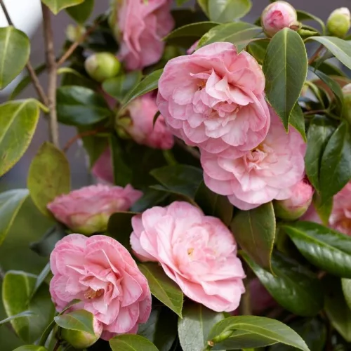 Camelia Japonica "Bonomiana" - Japán Kamélia