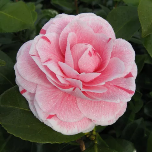 Camelia Japonica "Bonomiana" - Japán Kamélia
