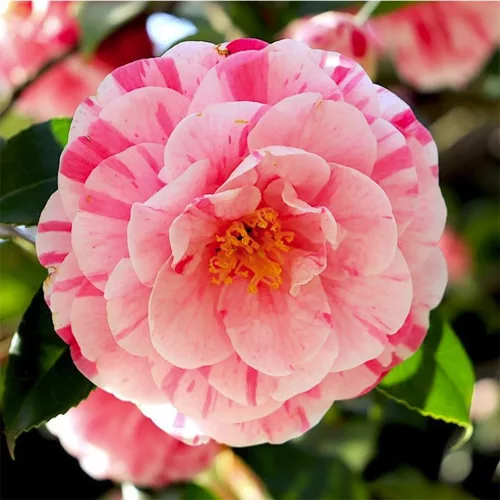 Camelia Japonica "Bonomiana" - Japán Kamélia
