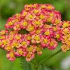 Cickafark - Achillea Millefolium "Tricolor"