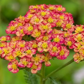 Cickafark - Achillea Millefolium "Tricolor"