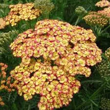 Cickafark - Achillea Millefolium "Tricolor"