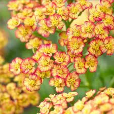 Cickafark - Achillea Millefolium "Tricolor"