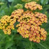 Cickafark - Achillea Millefolium "Tricolor"