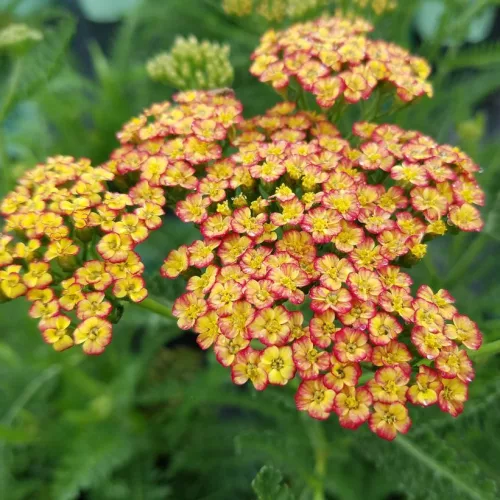 Cickafark - Achillea Millefolium "Tricolor"