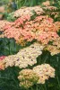 Cickafark - Achillea Millefolium "Tricolor"