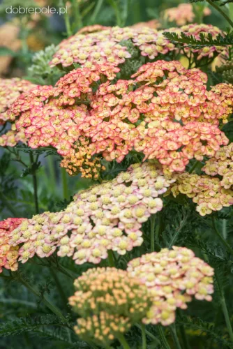 Cickafark - Achillea Millefolium "Tricolor"