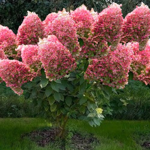 Törzses bugás hortenzia - Hydrangea Paniculata Pinky Promise - 80 cm törzs