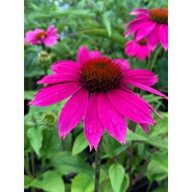   Bíbor kasvirág - Echinacea Purpurea "PowWow Wild Berry"