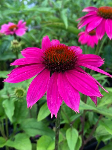 Bíbor kasvirág - Echinacea Purpurea "PowWow Wild Berry"