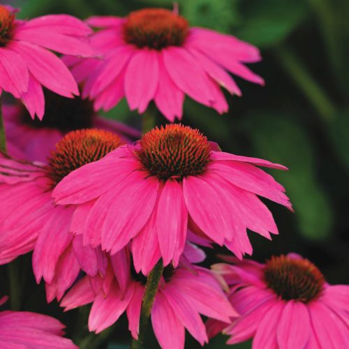Bíbor kasvirág - Echinacea Purpurea "PowWow Wild Berry"