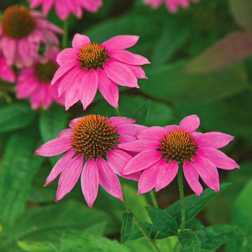 Bíbor kasvirág - Echinacea Purpurea "PowWow Wild Berry"
